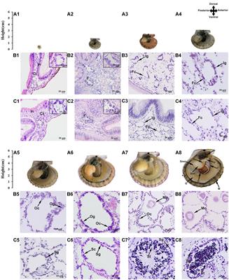 Sexual Development of the Hermaphroditic Scallop Argopecten irradians Revealed by Morphological, Endocrine and Molecular Analysis